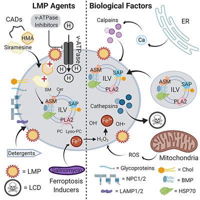 Repurposing Cationic Amphiphilic Drugs and Derivatives to Engage Lysosomal Cell Death in Cancer Treatment